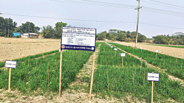 Amtali-of-Barguna.jpg