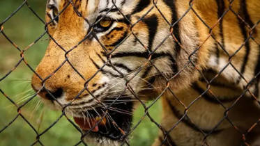 Tiger.jpg