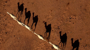 camels.jpg