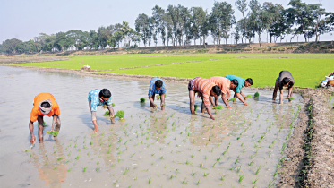 rice1.jpg