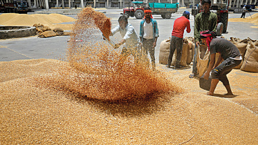 wheat-before-filling.jpg
