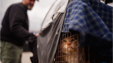beirut-cat.jpg