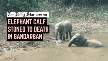 Elephant-calf-Editorial_2.jpg