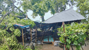 A tree fell on a dwelling house in Jamalpur during a storm early today. Photo: Sahidul Islam Nirab