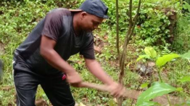 Moulvibazar_TeaWorker_TreePlantation.PNG