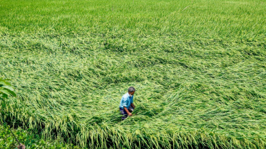 Rice-2 .jpg