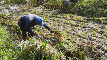 rain damages boro paddy in Bangladesh