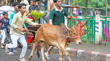 Cattle_6.jpg