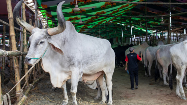 impact of Eid ul Azha on Bangladesh economy