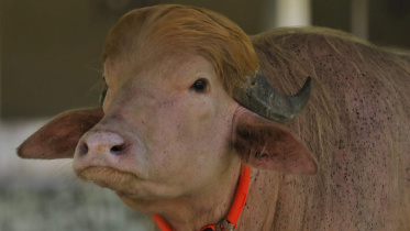 The buffalo remained at the zoo until its recent relocation to BLRI for scientific study. File Photo: Star