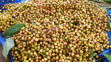 Rangpur lotkon farming-04.jpg
