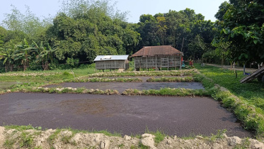 Amirul-farm-1.jpg