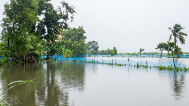 Flooding damaged 1,252.10 hectares of ponds and water bodies and 1,161.76 hectares of fish enclosures across the district's eight upazilas. Photo: Star