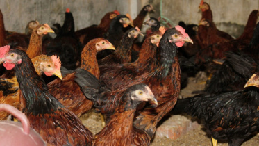 Researchers say the birds can reach around 950 grams within 45 days. Photo: BSS