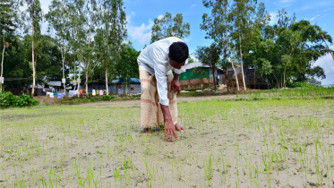 Croplands-buried-under-sand.jpg