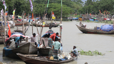 Hilsa Fish Catch Decline In Bangladesh