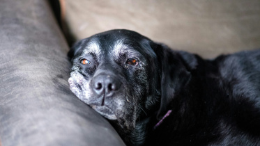 Is your pet over 10? These care tips could save their life