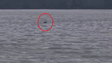 Sundarbans tiger population increasing