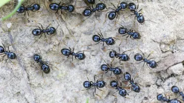 ant.jpg