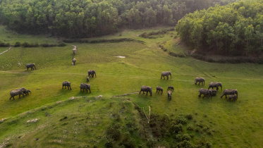 Mymensingh Elephant Population