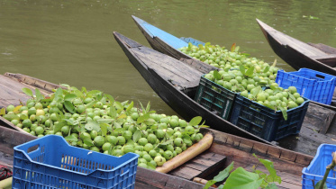 Guava Prices Bangladesh