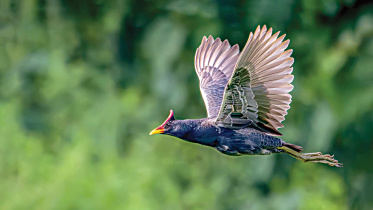 nature.jpg
