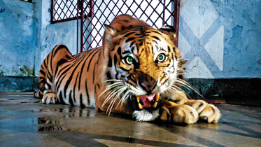 tigress.jpg