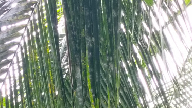 DAE has been advising farmers to use different pesticides and sprays to control the whitefly infestation, but the efforts have so far produced little result. Photo: Star