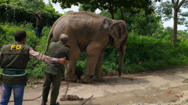 Elephant_Rescue_Return_25-8-26.PNG