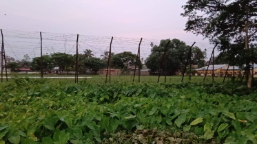 fence.jpg