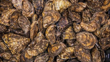 oysters.jpg