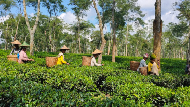 tea workers 1.jpg