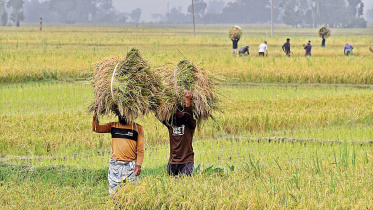 Aush_paddy_harvest.jpg