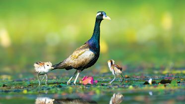 nature-quest-jacana.jpg