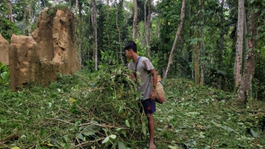 Moulvibazar betel nut trees cut down