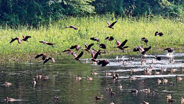 migratory-birds.jpg