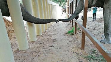 elephant.jpg