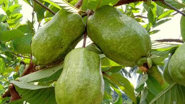 guava.jpg