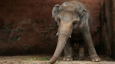 Kaavan-tells.jpg
