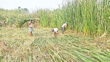 hogla-pata-barishal.jpg