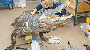 alligator.jpg