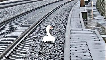 swan.jpg