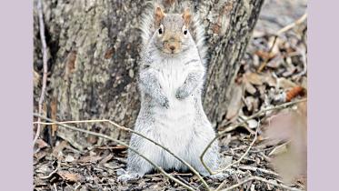 squirells.jpg