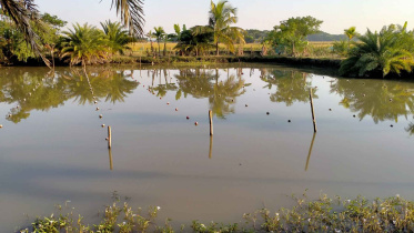 pond.jpg