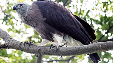 Grey-headed.jpg