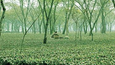 Panchagarh.jpg