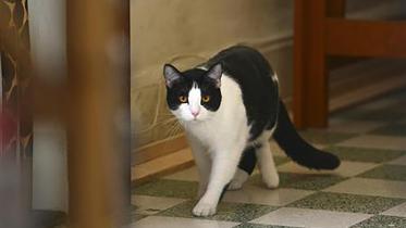 cat web.jpg