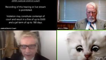feline web.jpg