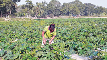 Squash-farming.jpg