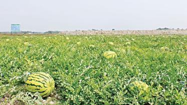 early-variety-watermelon.jpg